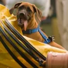 Unternehmen 39 Bild HUNDESCHULE GREH Zoohandlung am Berlin BE