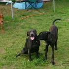 Unternehmen 3 Bild HUNDESCHULE KAISER Zoohandlung am Berlin BE