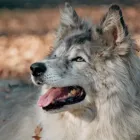 Unternehmen 1 Bild HUNDESCHULE LAIKA Zoohandlung am Münster NW