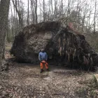 Unternehmen 36 Bild MEINHOLZHOF Zimmerarbeiten, Holzbauarbeiten am Torgau SN