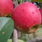 Unternehmen 1 Bild OBSTBAU & BRENNEREI ICKERT Obst, Gemüse Einzelhandel am Öhringen BW