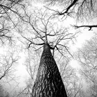 Unternehmen 1 Bild PLANBAUM - ÄSTHETISCHE BAUMPFLEGE Gartenpflege, Baumpflege am München BY