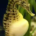 Unternehmen 1 Bild SEA LIFE MÜNCHEN Unterhaltung am München BY