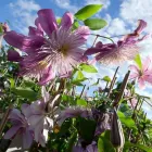 Unternehmen 4 Bild SPÄTH'SCHE BAUMSCHULEN HANDEL GMBH Produktion und Vertrieb von Pflanzen am Berlin BE