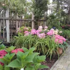 Unternehmen 5 Bild SPÄTH'SCHE BAUMSCHULEN HANDEL GMBH Produktion und Vertrieb von Pflanzen am Berlin BE