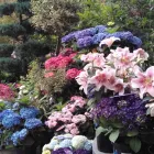 Unternehmen 2 Bild SPÄTH'SCHE BAUMSCHULEN HANDEL GMBH Produktion und Vertrieb von Pflanzen am Berlin BE