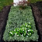 Unternehmen 4 Bild SYLVIA HELD FRIEDHOFSGARTENBAU GÄRTNER BLUMEN | MÜNCHEN Produktion und Vertrieb von Pflanzen am München BY