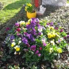 Unternehmen 6 Bild SYLVIA HELD FRIEDHOFSGARTENBAU GÄRTNER BLUMEN | MÜNCHEN Produktion und Vertrieb von Pflanzen am München BY