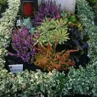 Unternehmen 8 Bild SYLVIA HELD FRIEDHOFSGARTENBAU GÄRTNER BLUMEN | MÜNCHEN Produktion und Vertrieb von Pflanzen am München BY