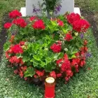 Unternehmen 9 Bild SYLVIA HELD FRIEDHOFSGARTENBAU GÄRTNER BLUMEN | MÜNCHEN Produktion und Vertrieb von Pflanzen am München BY