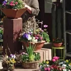 Unternehmen 15 Bild SYLVIA HELD FRIEDHOFSGARTENBAU GÄRTNER BLUMEN | MÜNCHEN Produktion und Vertrieb von Pflanzen am München BY