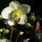 Unternehmen 18 Bild SYLVIA HELD FRIEDHOFSGARTENBAU GÄRTNER BLUMEN | MÜNCHEN Produktion und Vertrieb von Pflanzen am München BY