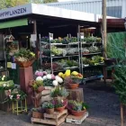 Unternehmen 23 Bild SYLVIA HELD FRIEDHOFSGARTENBAU GÄRTNER BLUMEN | MÜNCHEN Produktion und Vertrieb von Pflanzen am München BY