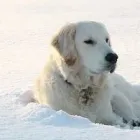 Unternehmen 1 Bild TIERARZTPRAXIS TRUDERING DR. HORST MÖRITZ | MÜNCHEN Ärzte am München BY