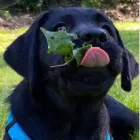 Unternehmen 3 Bild TIERARZTPRAXIS TRUDERING DR. HORST MÖRITZ | MÜNCHEN Ärzte am München BY