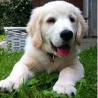 Unternehmen 4 Bild TIERARZTPRAXIS TRUDERING DR. HORST MÖRITZ | MÜNCHEN Ärzte am München BY