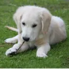 Unternehmen 7 Bild TIERARZTPRAXIS TRUDERING DR. HORST MÖRITZ | MÜNCHEN Ärzte am München BY