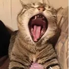 Unternehmen 8 Bild TIERARZTPRAXIS TRUDERING DR. HORST MÖRITZ | MÜNCHEN Ärzte am München BY