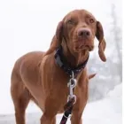 Unternehmen 9 Bild TIERARZTPRAXIS TRUDERING DR. HORST MÖRITZ | MÜNCHEN Ärzte am München BY