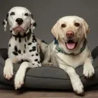 Unternehmen 12 Bild TIERARZTPRAXIS TRUDERING DR. HORST MÖRITZ | MÜNCHEN Ärzte am München BY