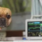 Unternehmen 15 Bild TIERARZTPRAXIS TRUDERING DR. HORST MÖRITZ | MÜNCHEN Ärzte am München BY