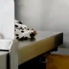 Unternehmen 5 Bild TIERKREMATORIUM-SCHWARZWALD Zoohandlung am Schramberg BW