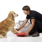Unternehmen 3 Bild TIERVITAL TIERPHYSIOTHERAPIE Ärzte am Leipzig SN