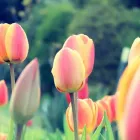 Unternehmen 9 Bild VERDE GARTENBAU MEISTERBETRIEB Gartenbauunternehmen, Landschaftsbauunternehmen am München BY