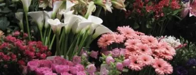 Unternehmen 5 Bild A+A BLUMEN MEISTER GMBH Produktion und Vertrieb von Pflanzen am Frankfurt Am Main HE