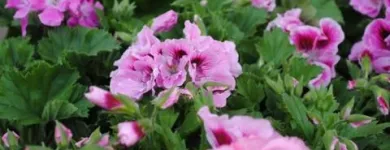 Unternehmen 10 Bild BLUMEN HAEDI-FLOR MEISTERBETRIEB LEIPZIG Produktion und Vertrieb von Pflanzen am Leipzig SN