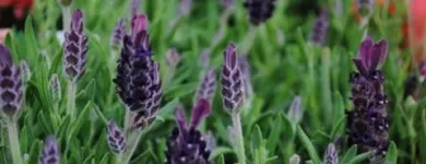 Unternehmen 5 Bild BLUMEN HAEDI-FLOR MEISTERBETRIEB LEIPZIG Produktion und Vertrieb von Pflanzen am Leipzig SN