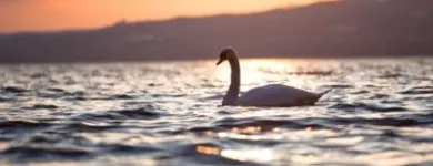 Unternehmen 14 Bild FREIZEITCENTER REICHENAU - BOOTS-, SUP- & FAHRRAD-VERLEIH - SCHULKLASSEN- & GRUPPENAUSFLÜGE Verleihunternehmen, Vermietungsunternehmen, Vermittlungsunternehmen am Reichenau BW