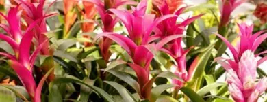 Unternehmen 4 Bild GARTENCENTER SEEBAUER Produktion und Vertrieb von Pflanzen am München BY