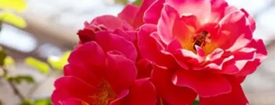 Unternehmen 6 Bild GARTENCENTER SEEBAUER Produktion und Vertrieb von Pflanzen am München BY