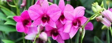 Unternehmen 10 Bild GARTENCENTER SEEBAUER Produktion und Vertrieb von Pflanzen am München BY