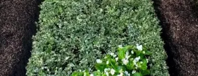 Unternehmen 4 Bild SYLVIA HELD FRIEDHOFSGARTENBAU GÄRTNER BLUMEN | MÜNCHEN Produktion und Vertrieb von Pflanzen am München BY