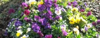 Unternehmen 6 Bild SYLVIA HELD FRIEDHOFSGARTENBAU GÄRTNER BLUMEN | MÜNCHEN Produktion und Vertrieb von Pflanzen am München BY