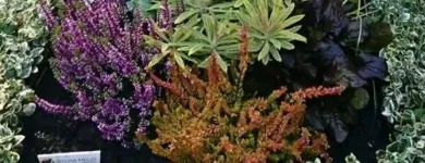 Unternehmen 8 Bild SYLVIA HELD FRIEDHOFSGARTENBAU GÄRTNER BLUMEN | MÜNCHEN Produktion und Vertrieb von Pflanzen am München BY