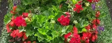 Unternehmen 9 Bild SYLVIA HELD FRIEDHOFSGARTENBAU GÄRTNER BLUMEN | MÜNCHEN Produktion und Vertrieb von Pflanzen am München BY