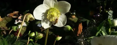 Unternehmen 18 Bild SYLVIA HELD FRIEDHOFSGARTENBAU GÄRTNER BLUMEN | MÜNCHEN Produktion und Vertrieb von Pflanzen am München BY