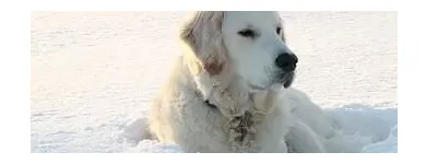 Unternehmen 1 Bild TIERARZTPRAXIS TRUDERING DR. HORST MÖRITZ | MÜNCHEN Ärzte am München BY