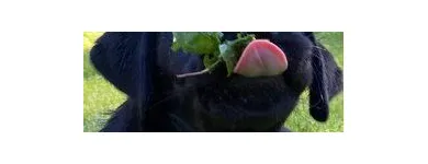 Unternehmen 3 Bild TIERARZTPRAXIS TRUDERING DR. HORST MÖRITZ | MÜNCHEN Ärzte am München BY