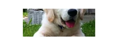 Unternehmen 4 Bild TIERARZTPRAXIS TRUDERING DR. HORST MÖRITZ | MÜNCHEN Ärzte am München BY