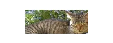 Unternehmen 5 Bild TIERARZTPRAXIS TRUDERING DR. HORST MÖRITZ | MÜNCHEN Ärzte am München BY