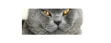 Unternehmen 6 Bild TIERARZTPRAXIS TRUDERING DR. HORST MÖRITZ | MÜNCHEN Ärzte am München BY