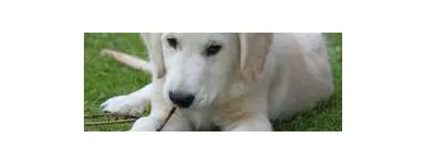 Unternehmen 7 Bild TIERARZTPRAXIS TRUDERING DR. HORST MÖRITZ | MÜNCHEN Ärzte am München BY