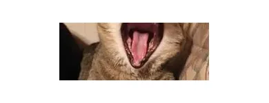 Unternehmen 8 Bild TIERARZTPRAXIS TRUDERING DR. HORST MÖRITZ | MÜNCHEN Ärzte am München BY