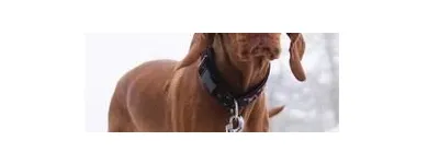 Unternehmen 9 Bild TIERARZTPRAXIS TRUDERING DR. HORST MÖRITZ | MÜNCHEN Ärzte am München BY