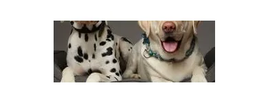 Unternehmen 12 Bild TIERARZTPRAXIS TRUDERING DR. HORST MÖRITZ | MÜNCHEN Ärzte am München BY