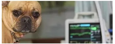 Unternehmen 15 Bild TIERARZTPRAXIS TRUDERING DR. HORST MÖRITZ | MÜNCHEN Ärzte am München BY